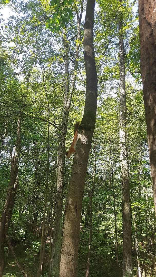 Ступино, парки подмосковья, парк Островского