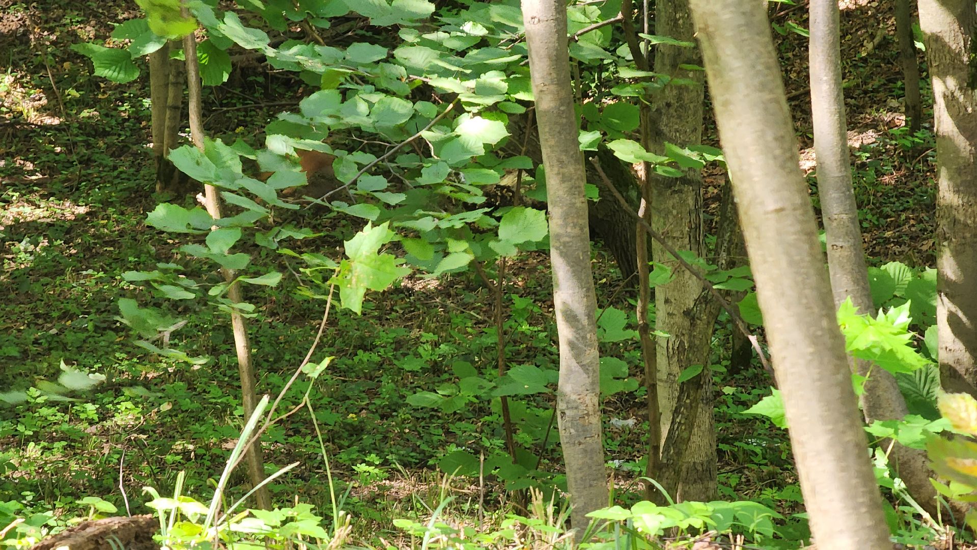 Ступино, парки подмосковья, парк Островского