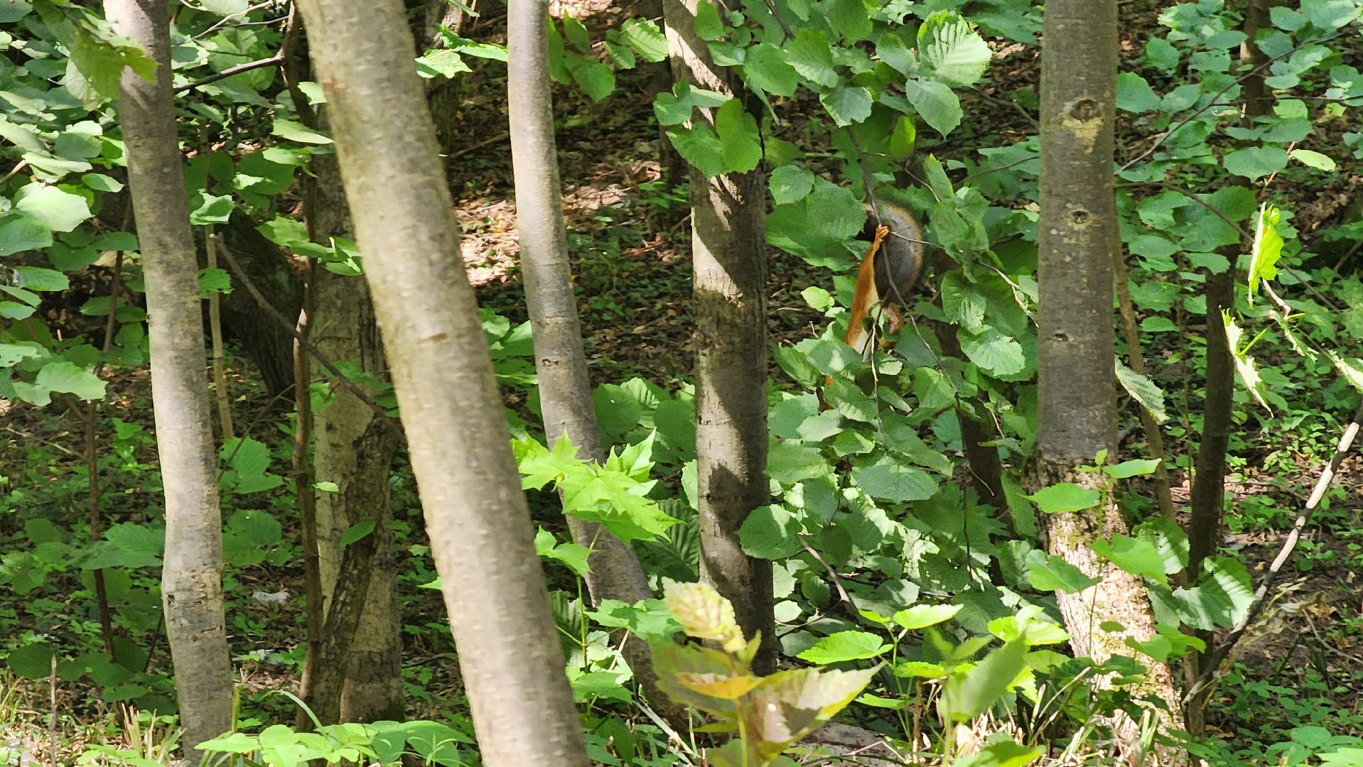 Ступино, парки подмосковья, парк Островского