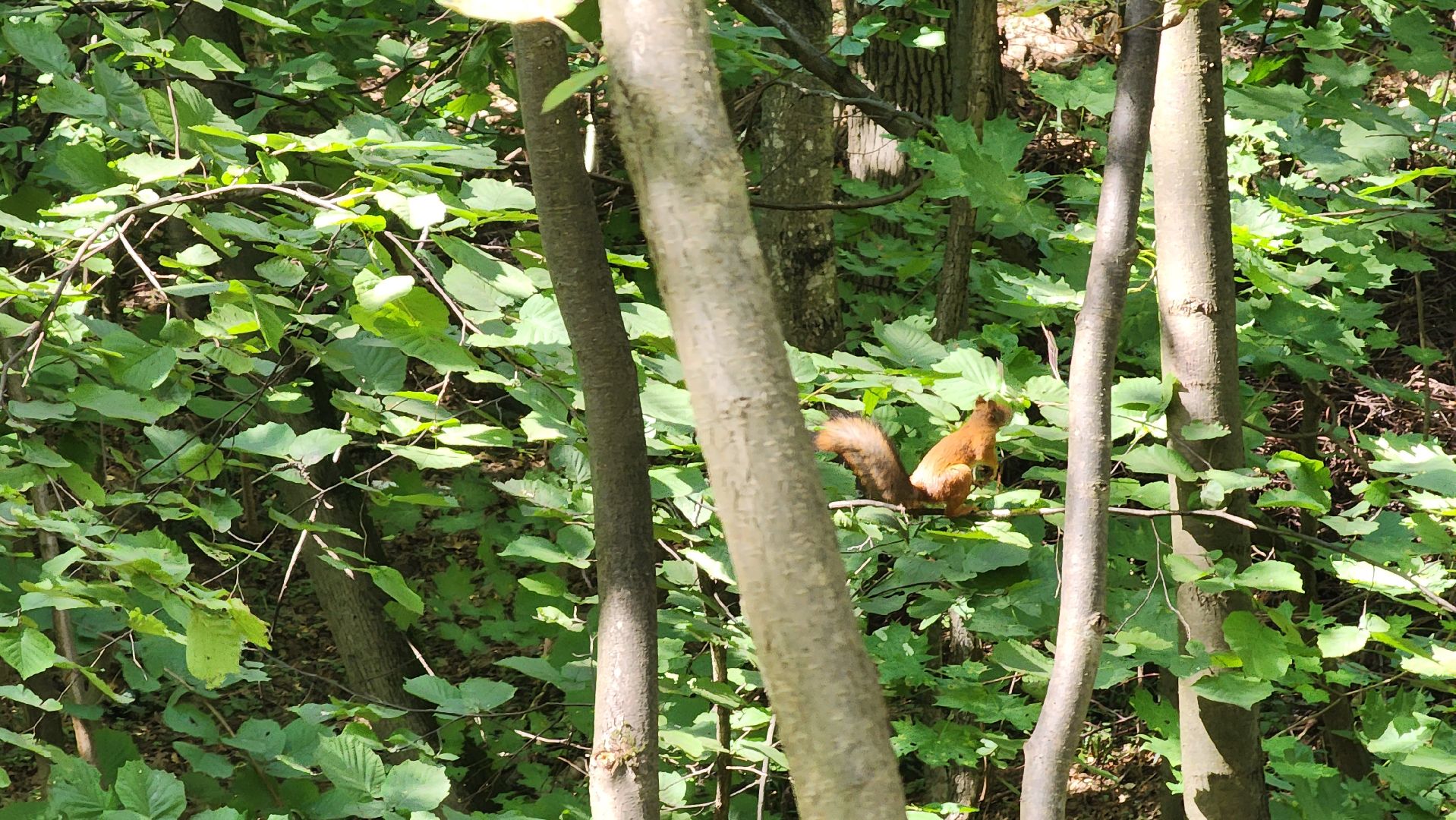 Ступино, парки подмосковья, парк Островского
