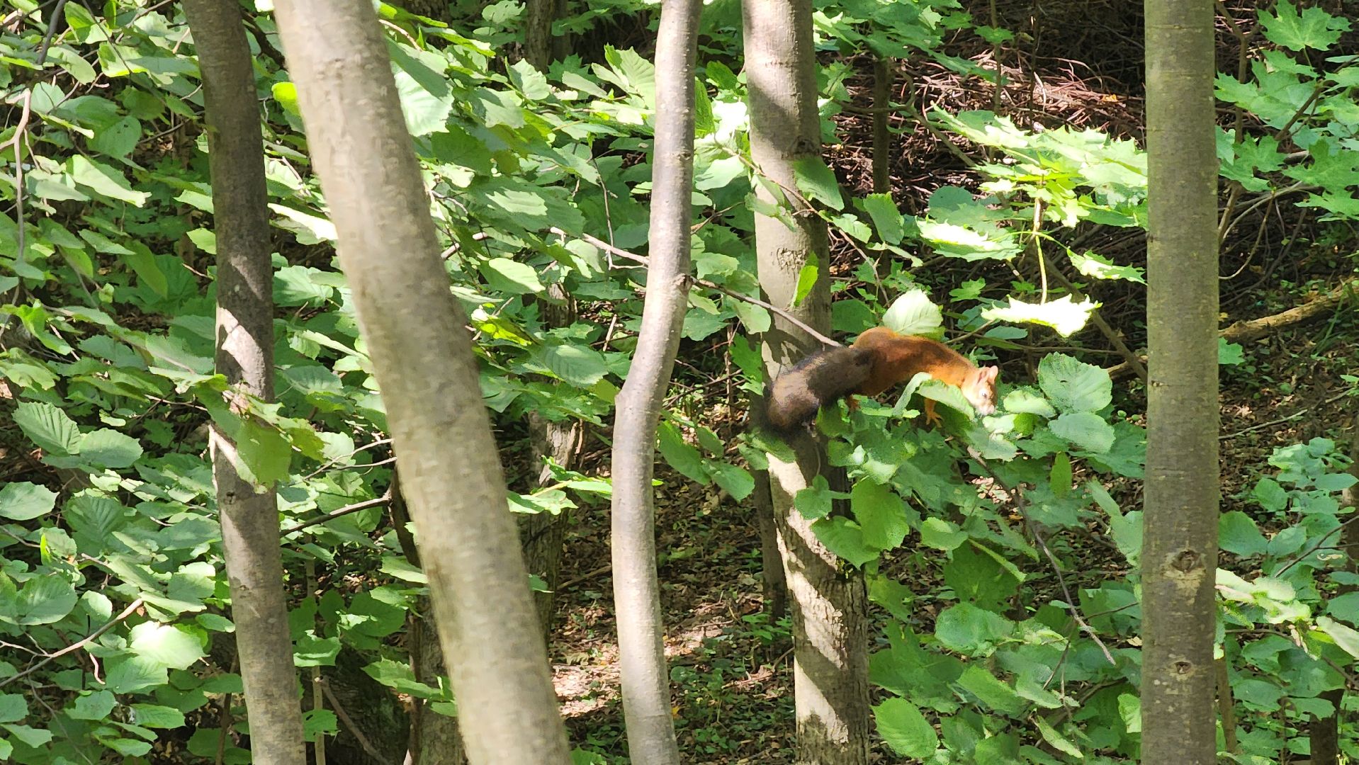 Ступино, парки подмосковья, парк Островского