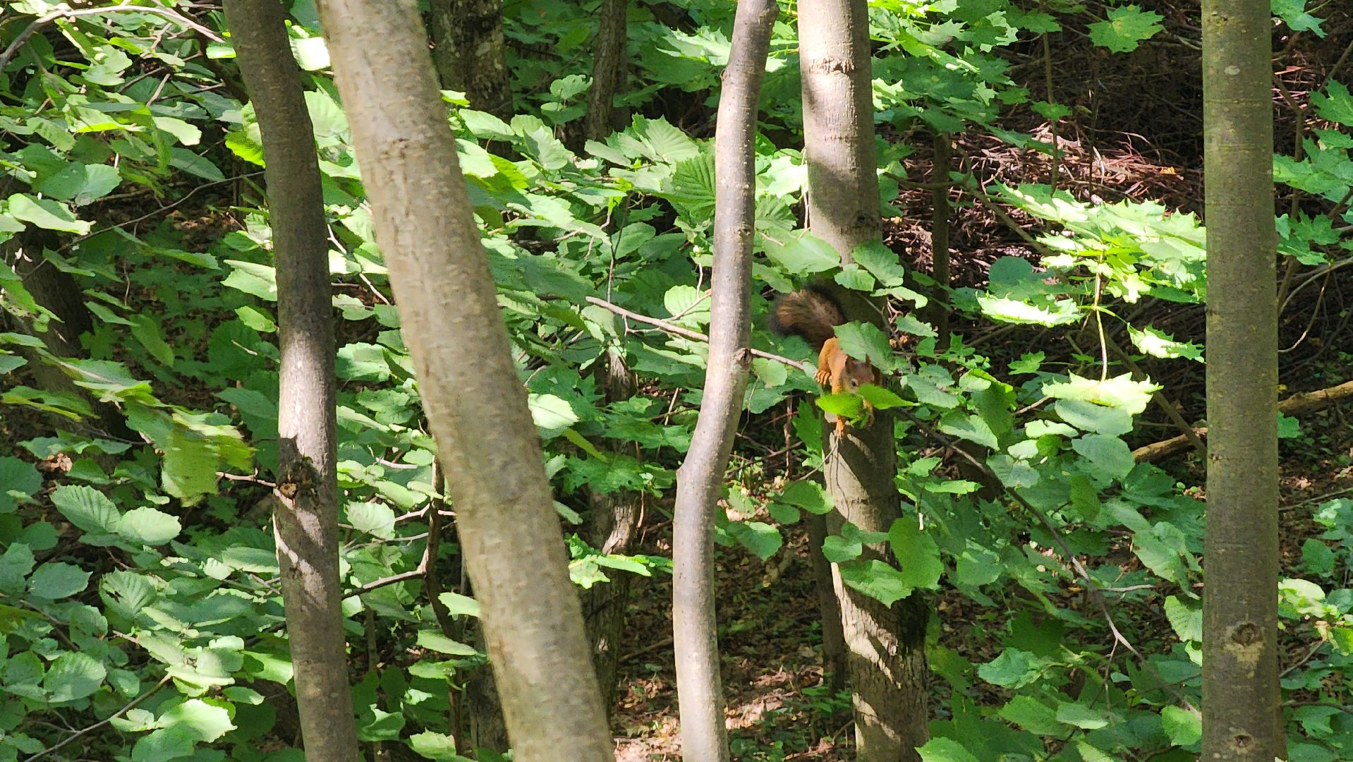 Ступино, парки подмосковья, парк Островского