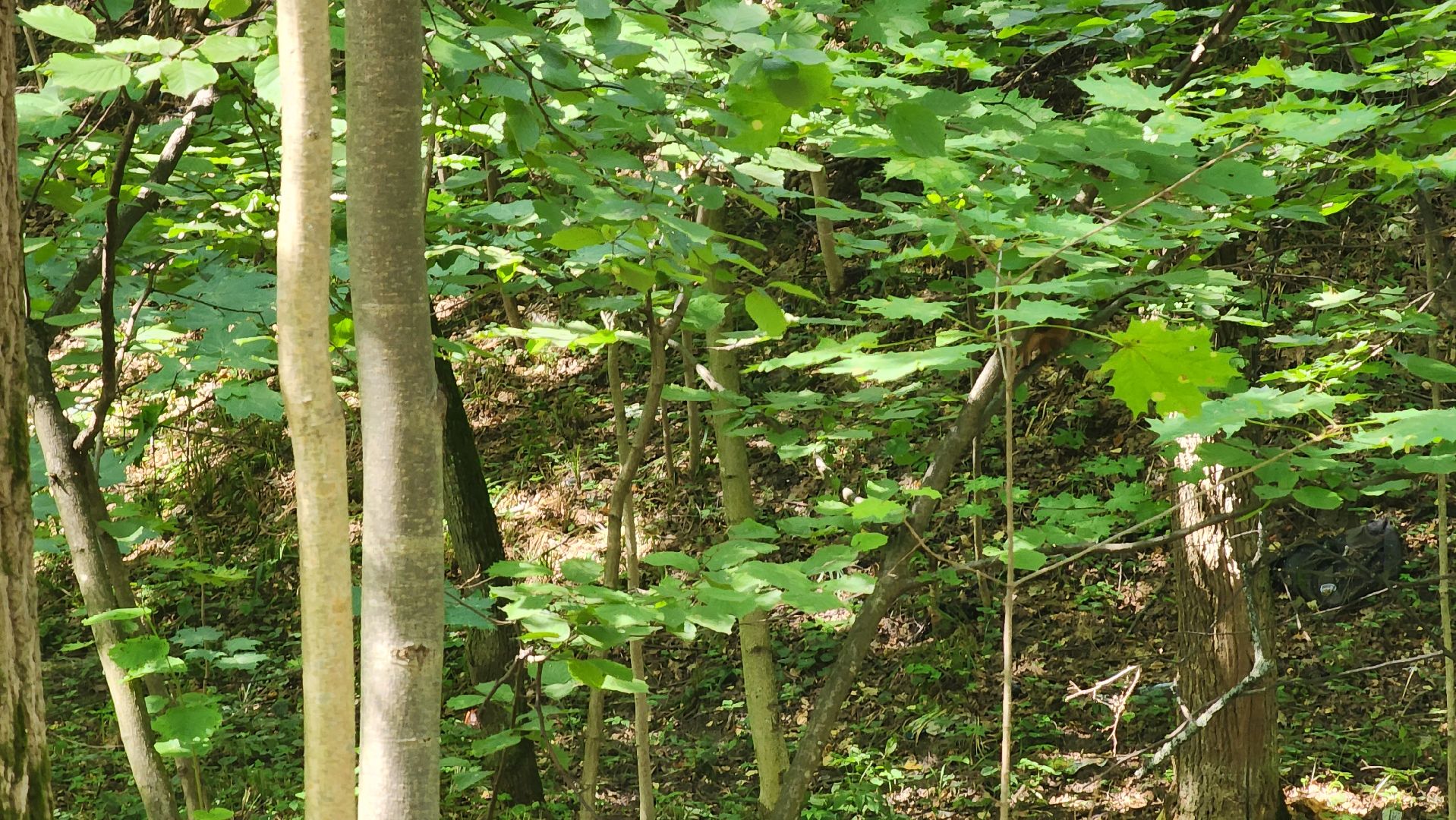 Ступино, парки подмосковья, парк Островского