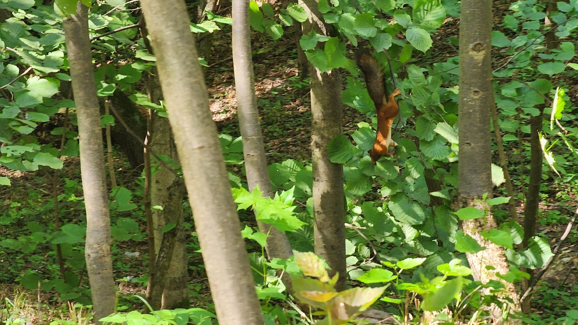 Ступино, парки подмосковья, парк Островского