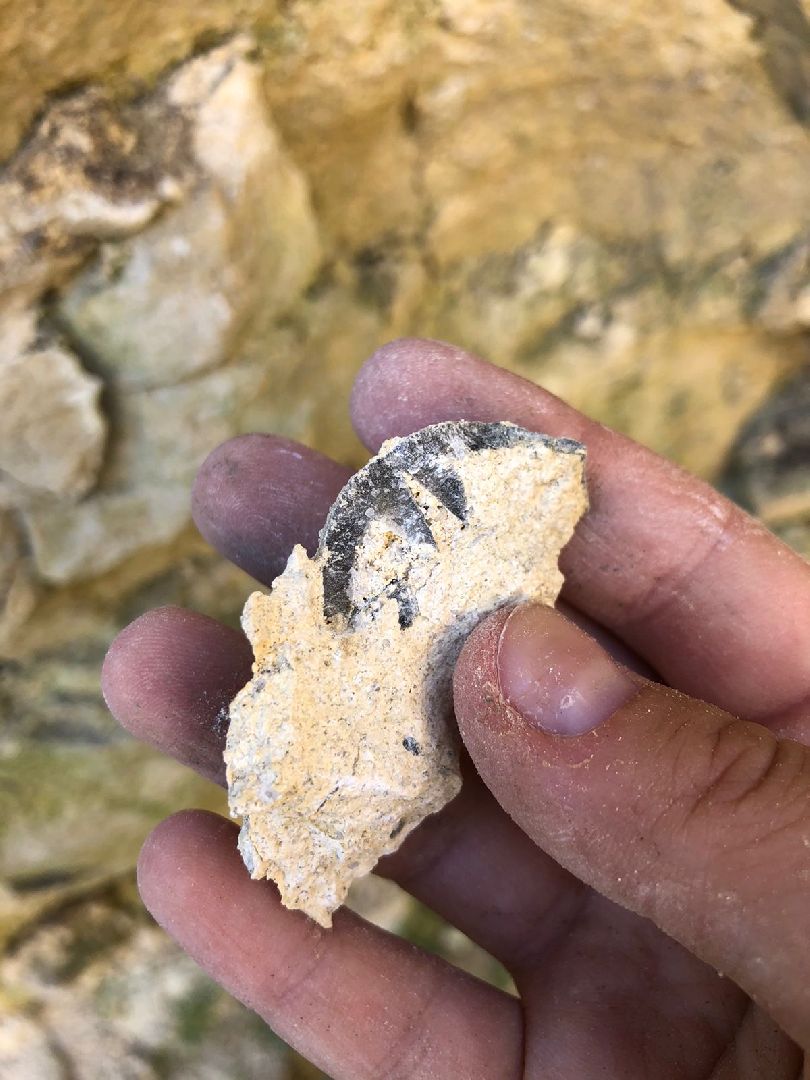 Домодедово, карьер, раскопки, археологи, палеонтологи, геология, экскурсия