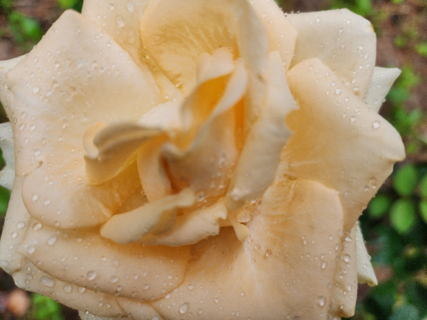 Домодедово, лучшая клумба, конкурс цветов, благоустройство, озеленение двора