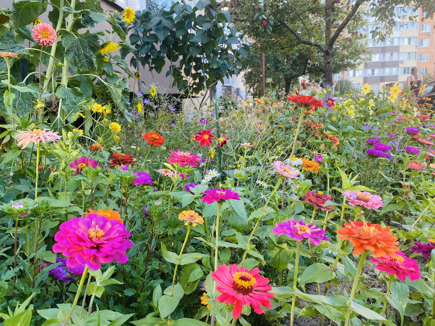 Домодедово, лучшая клумба, конкурс цветов, благоустройство, озеленение двора