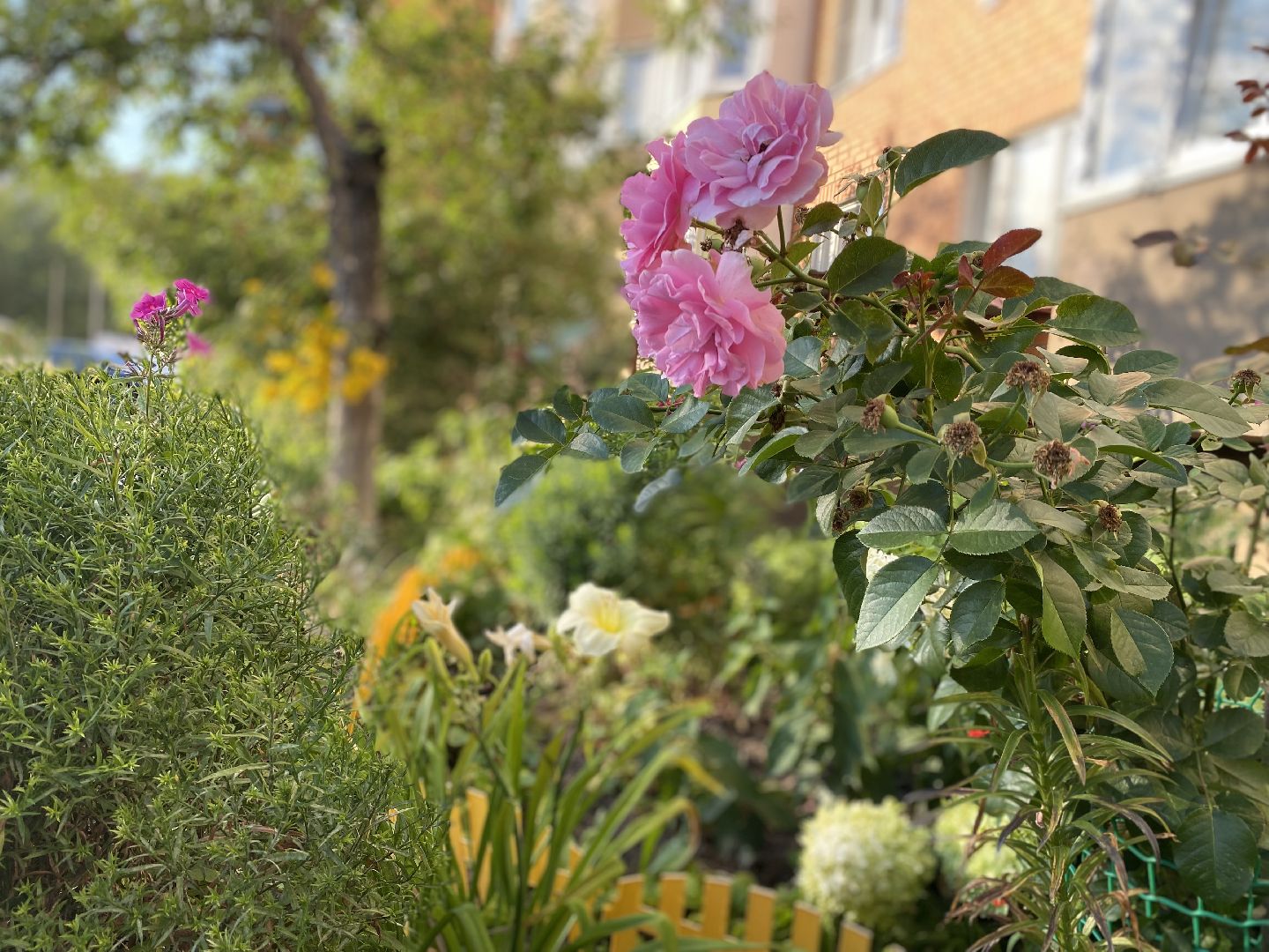 Домодедово, лучшая клумба, конкурс цветов, благоустройство, озеленение двора