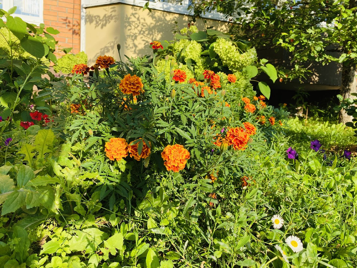 Домодедово, лучшая клумба, конкурс цветов, благоустройство, озеленение двора