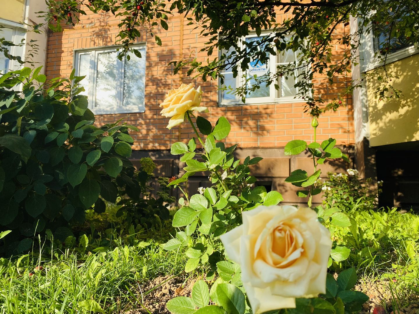 Домодедово, лучшая клумба, конкурс цветов, благоустройство, озеленение двора