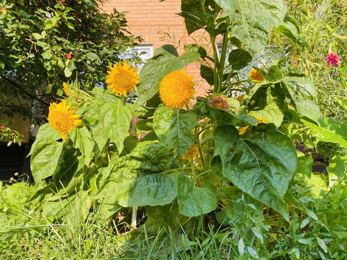 Домодедово, лучшая клумба, конкурс цветов, благоустройство, озеленение двора