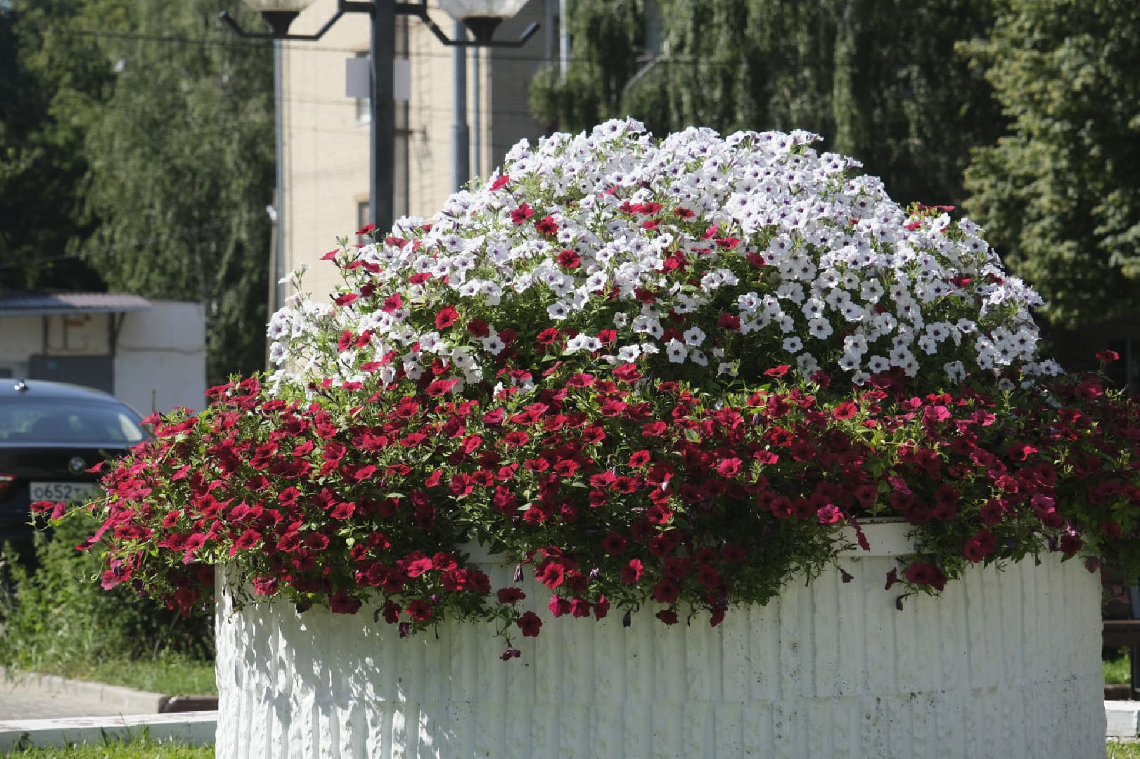 Пущино, цветы,