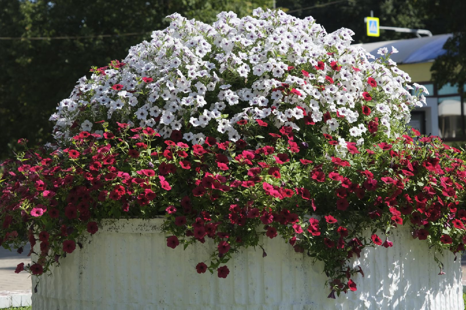 Пущино, цветы,