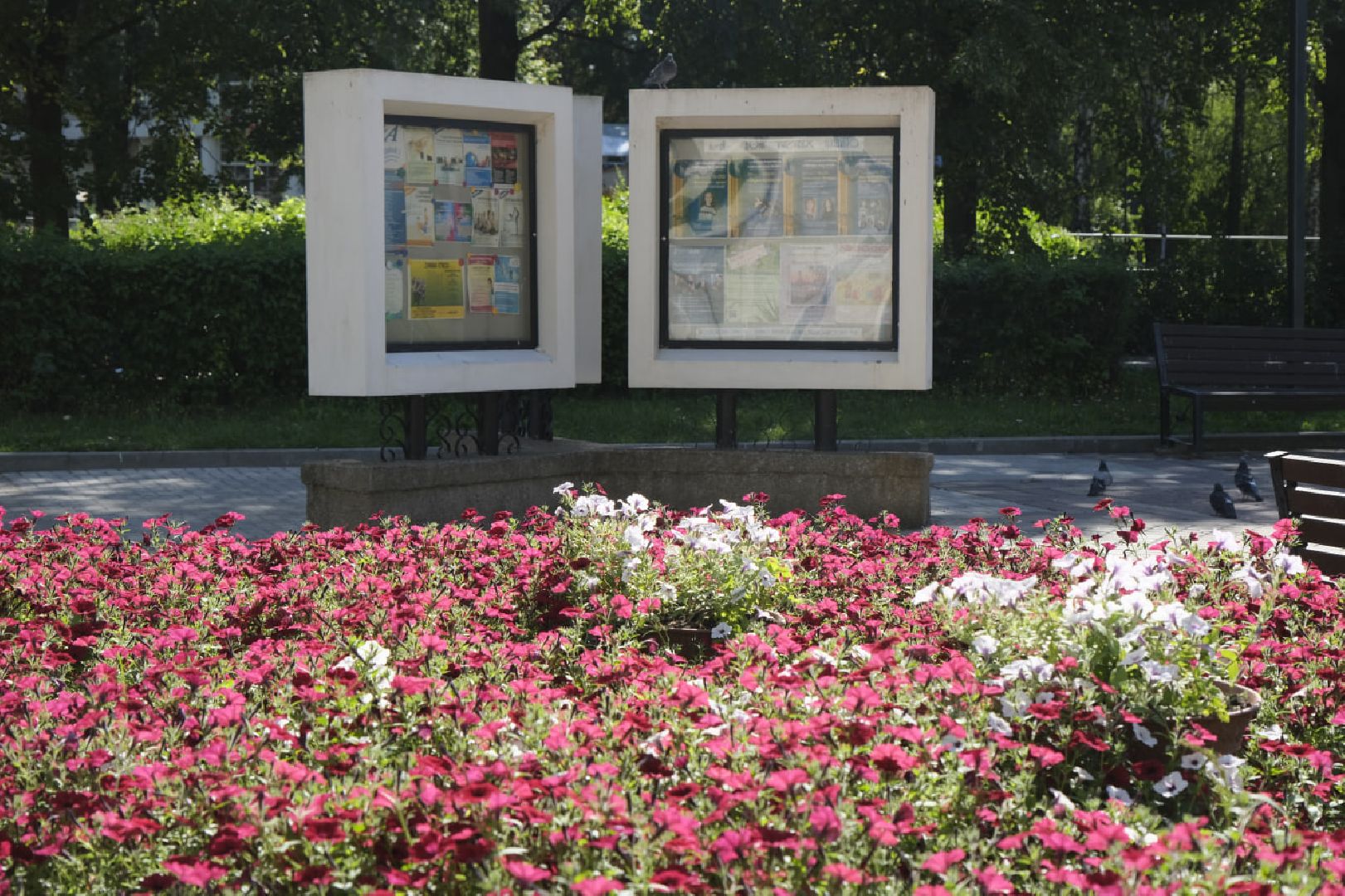 Пущино, цветы,