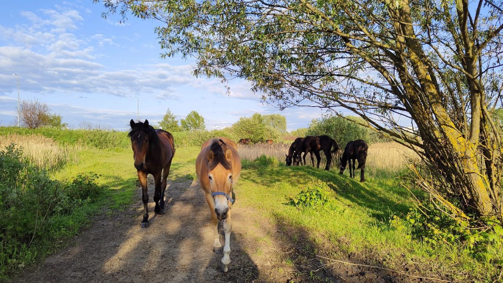 Воскресенск, лошади, животные