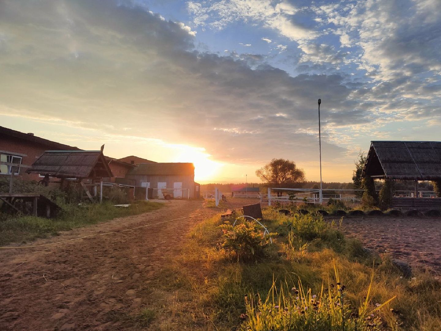 Воскресенск, лошади, животные