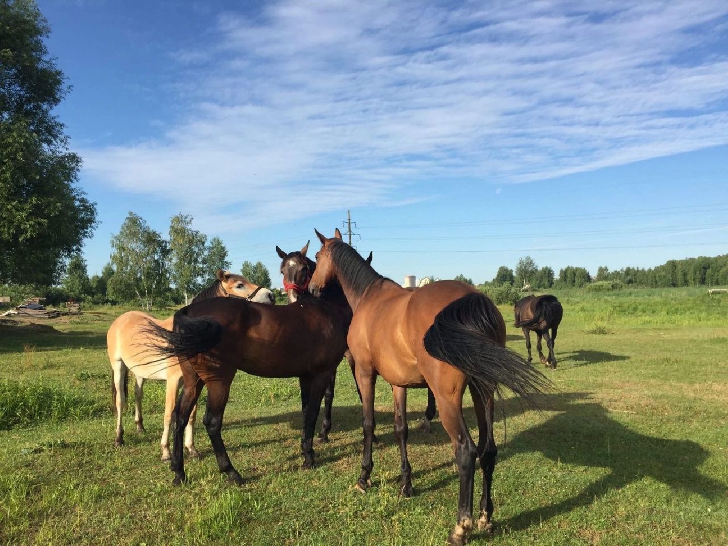 Воскресенск, лошади, животные