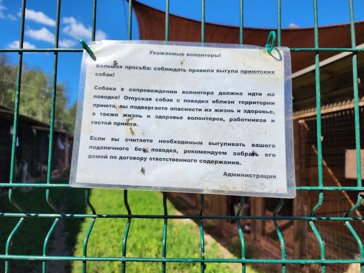 Приют, животные, собаки, Ногинск, Богородский городской округ