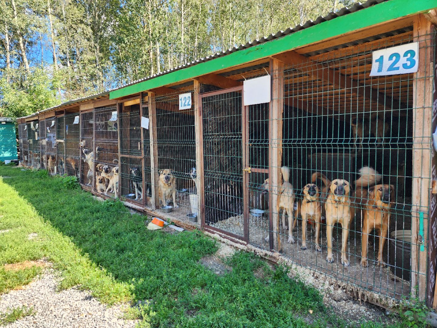 Приют, животные, собаки, Ногинск, Богородский городской округ