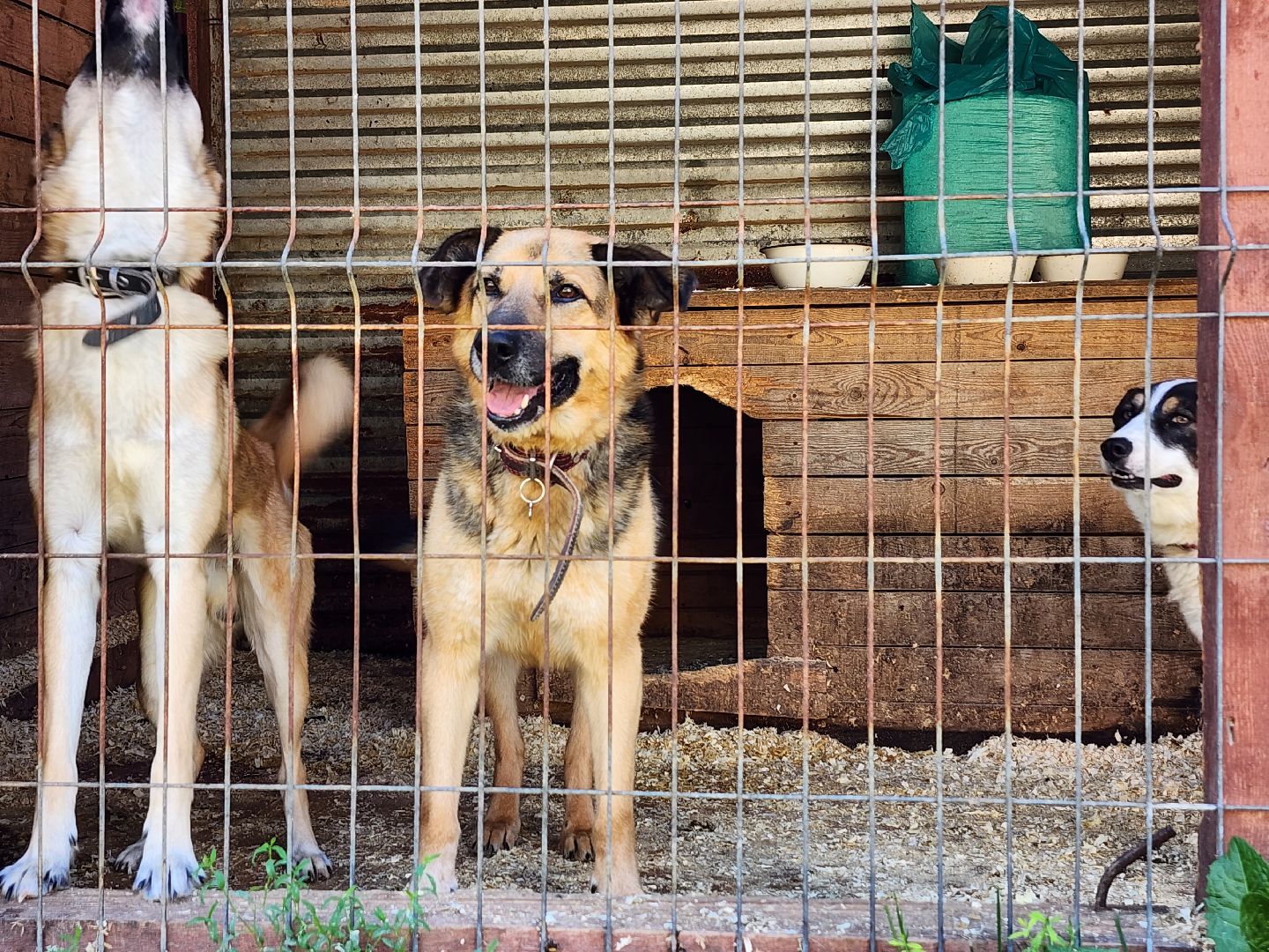 Приют, животные, собаки, Ногинск, Богородский городской округ