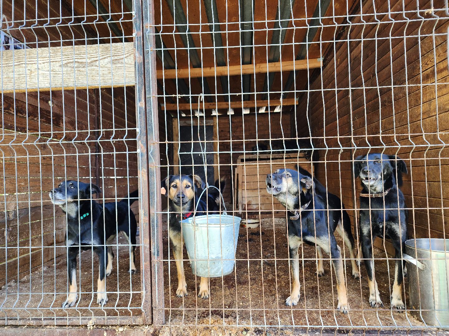 Приют, животные, собаки, Ногинск, Богородский городской округ