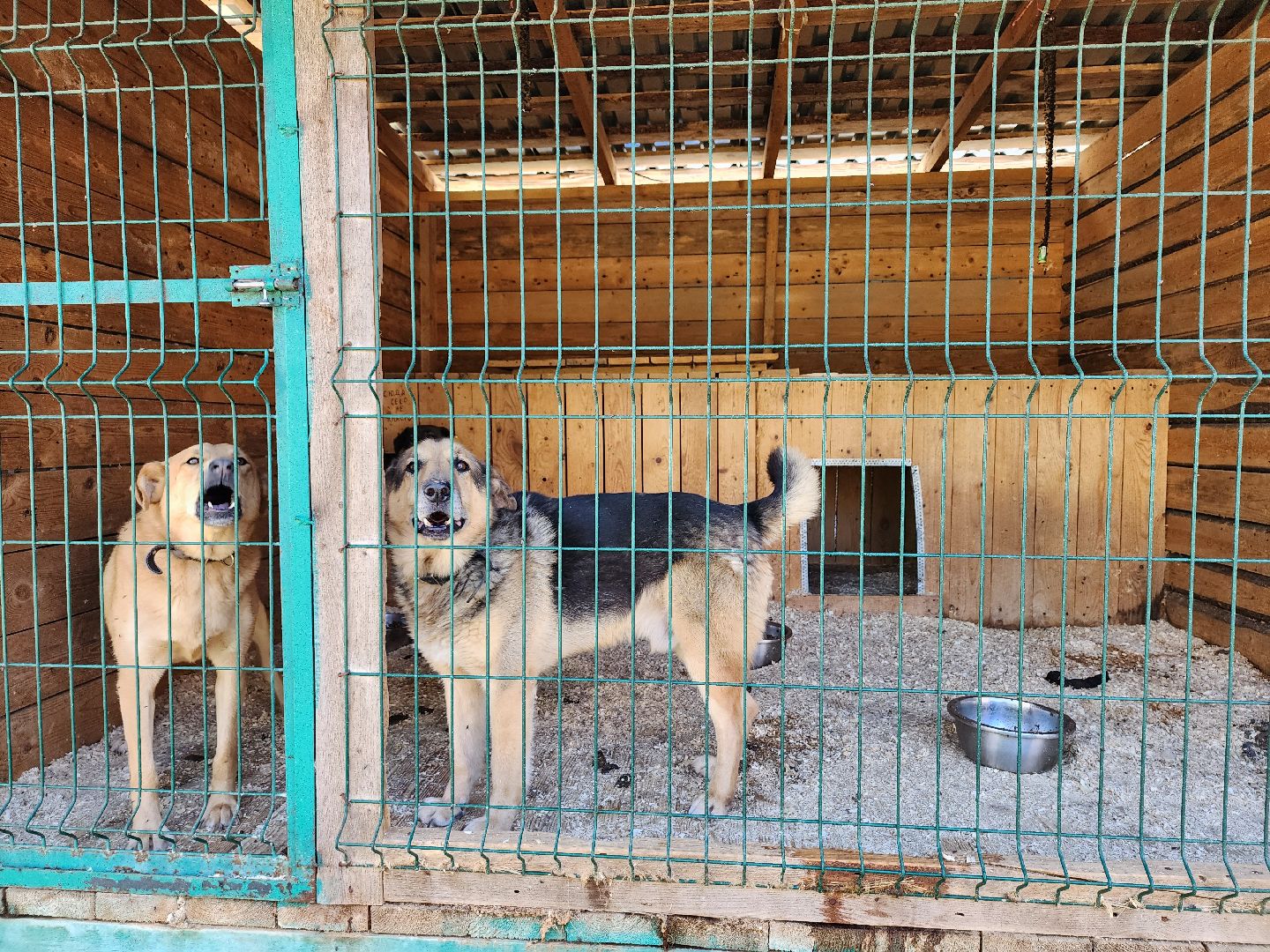 Приют, животные, собаки, Ногинск, Богородский городской округ