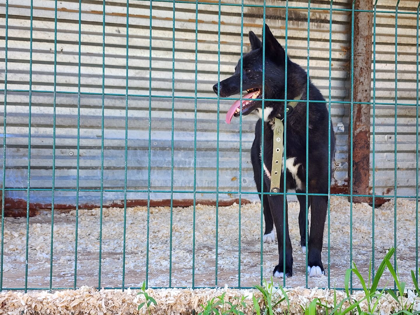 Приют, животные, собаки, Ногинск, Богородский городской округ