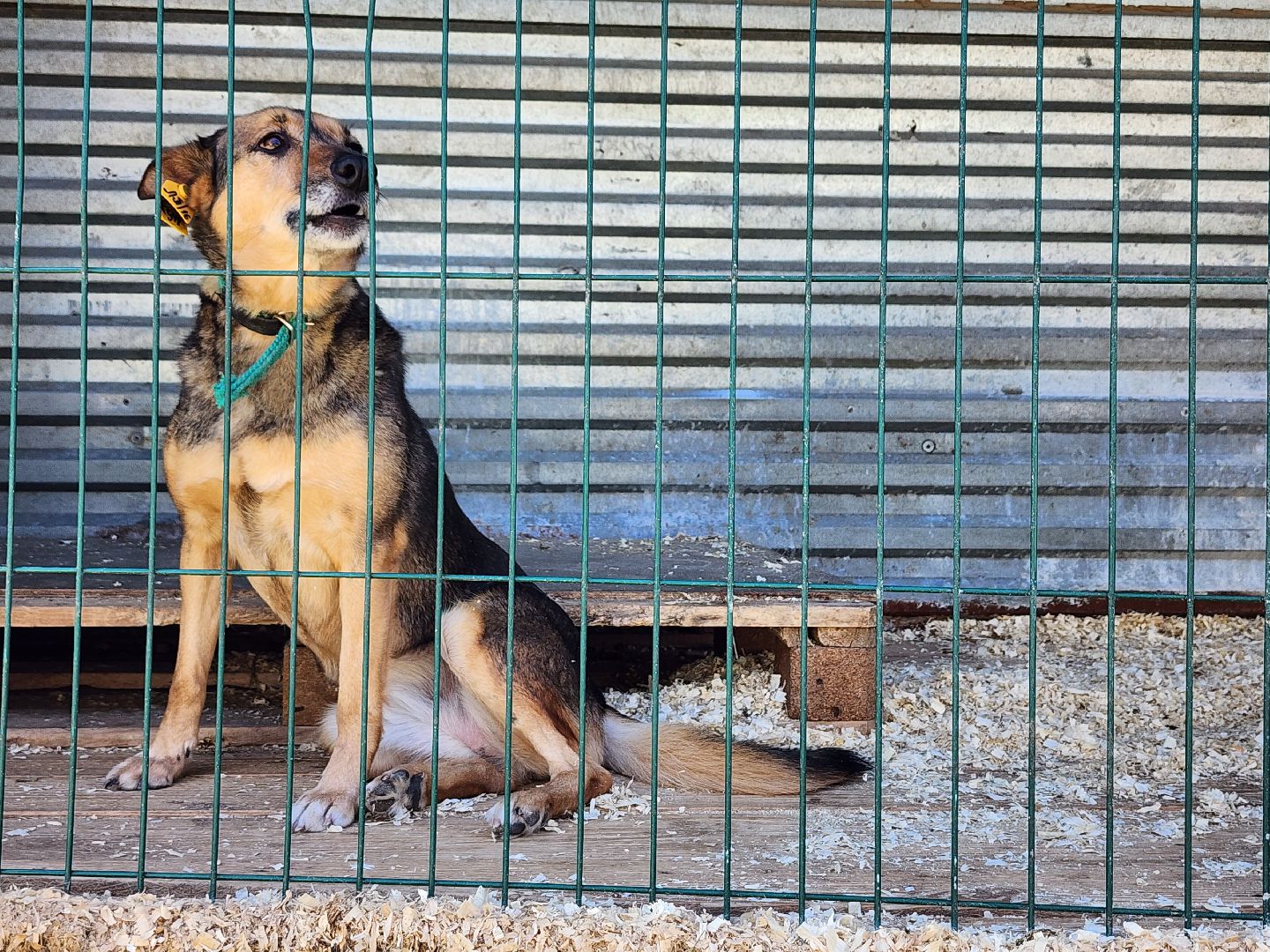 Приют, животные, собаки, Ногинск, Богородский городской округ
