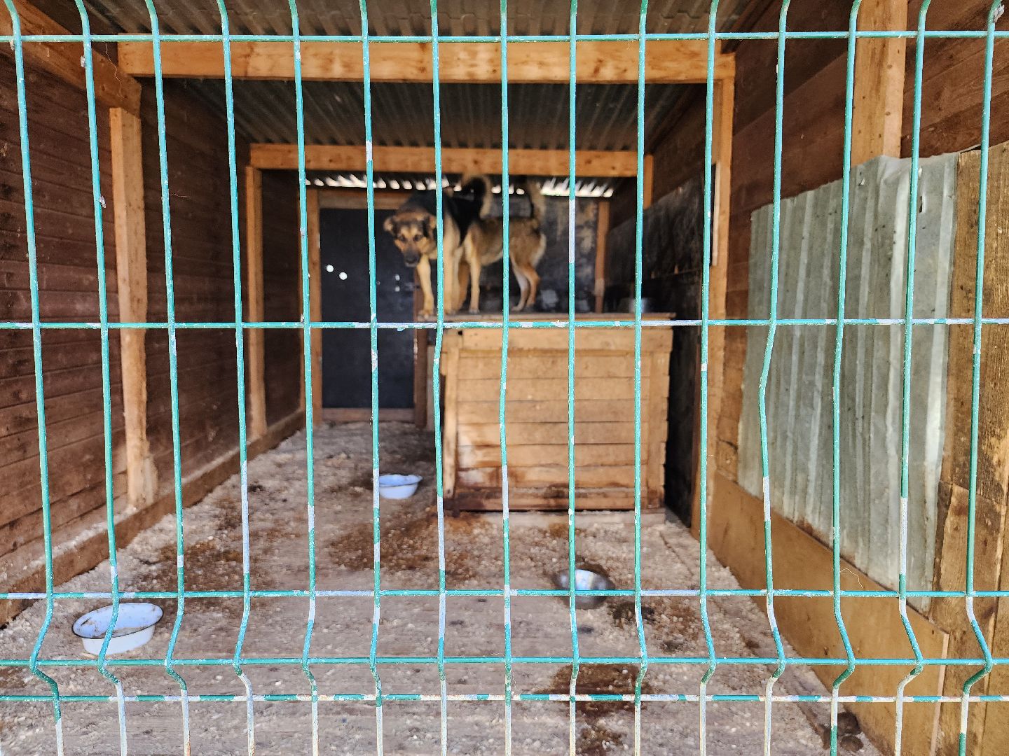 Приют, животные, собаки, Ногинск, Богородский городской округ