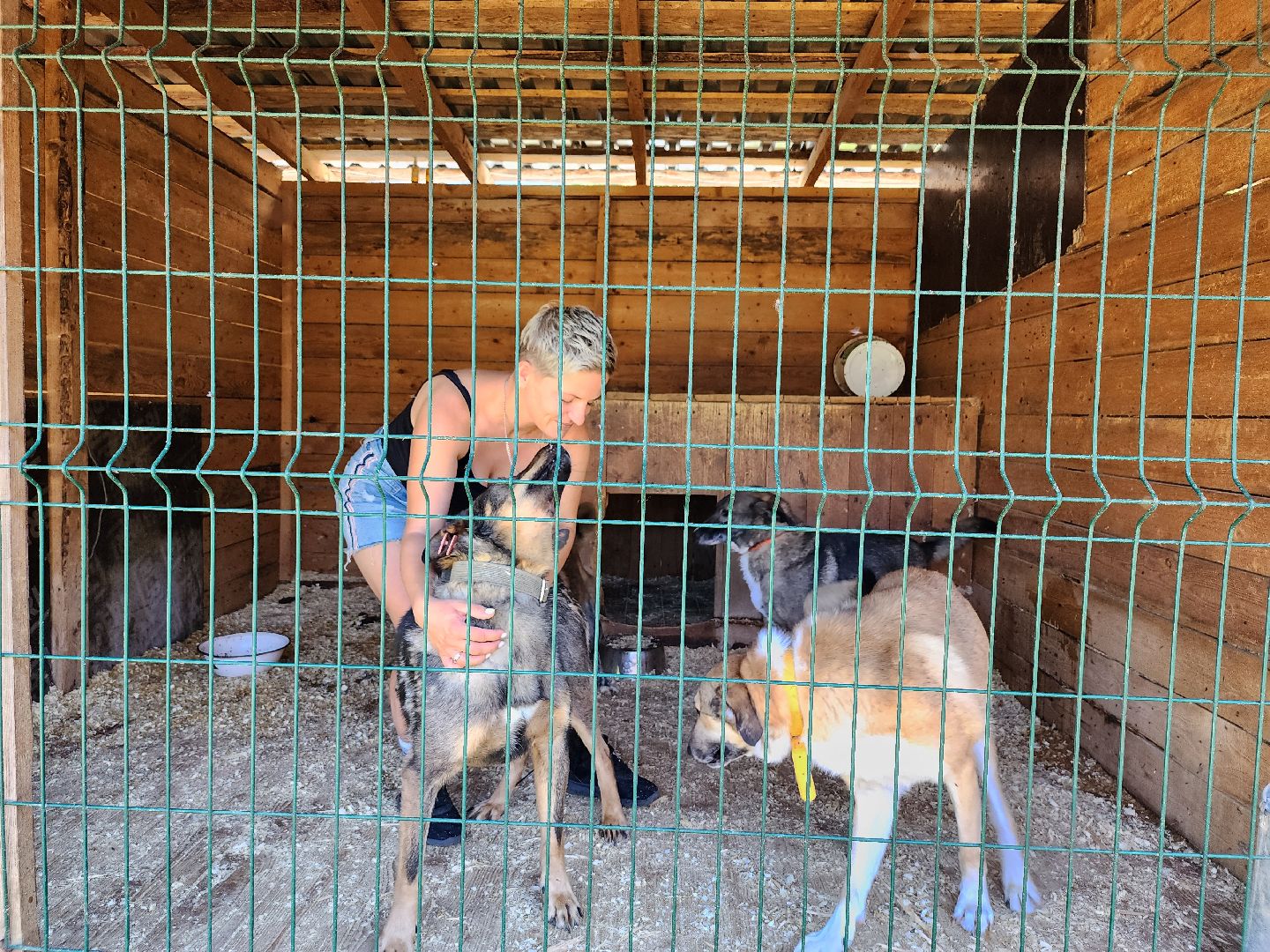 Приют, животные, собаки, Ногинск, Богородский городской округ