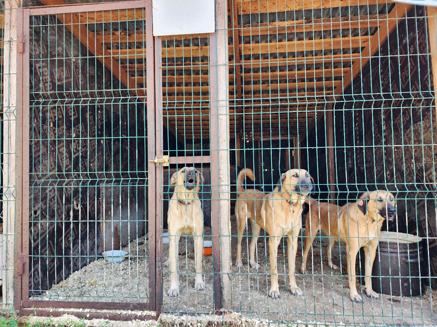 Приют, животные, собаки, Ногинск, Богородский городской округ