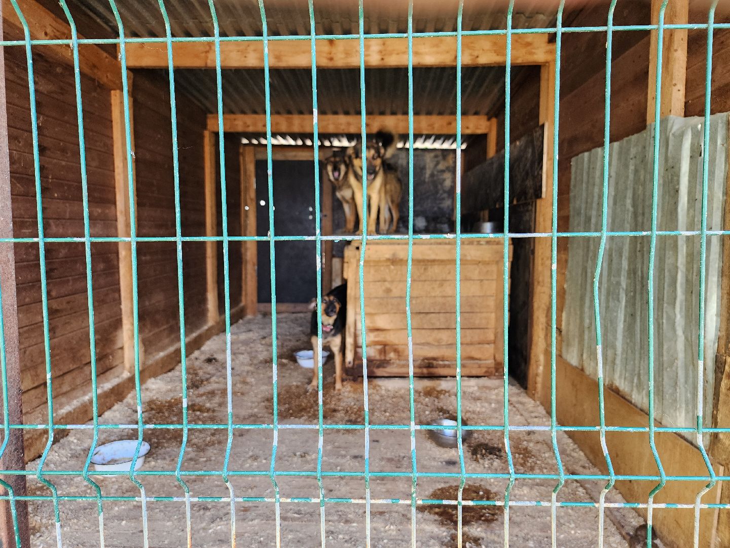 Приют, животные, собаки, Ногинск, Богородский городской округ