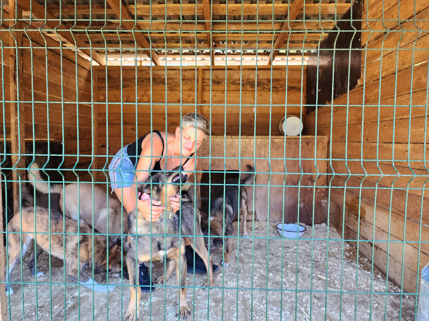 Приют, животные, собаки, Ногинск, Богородский городской округ