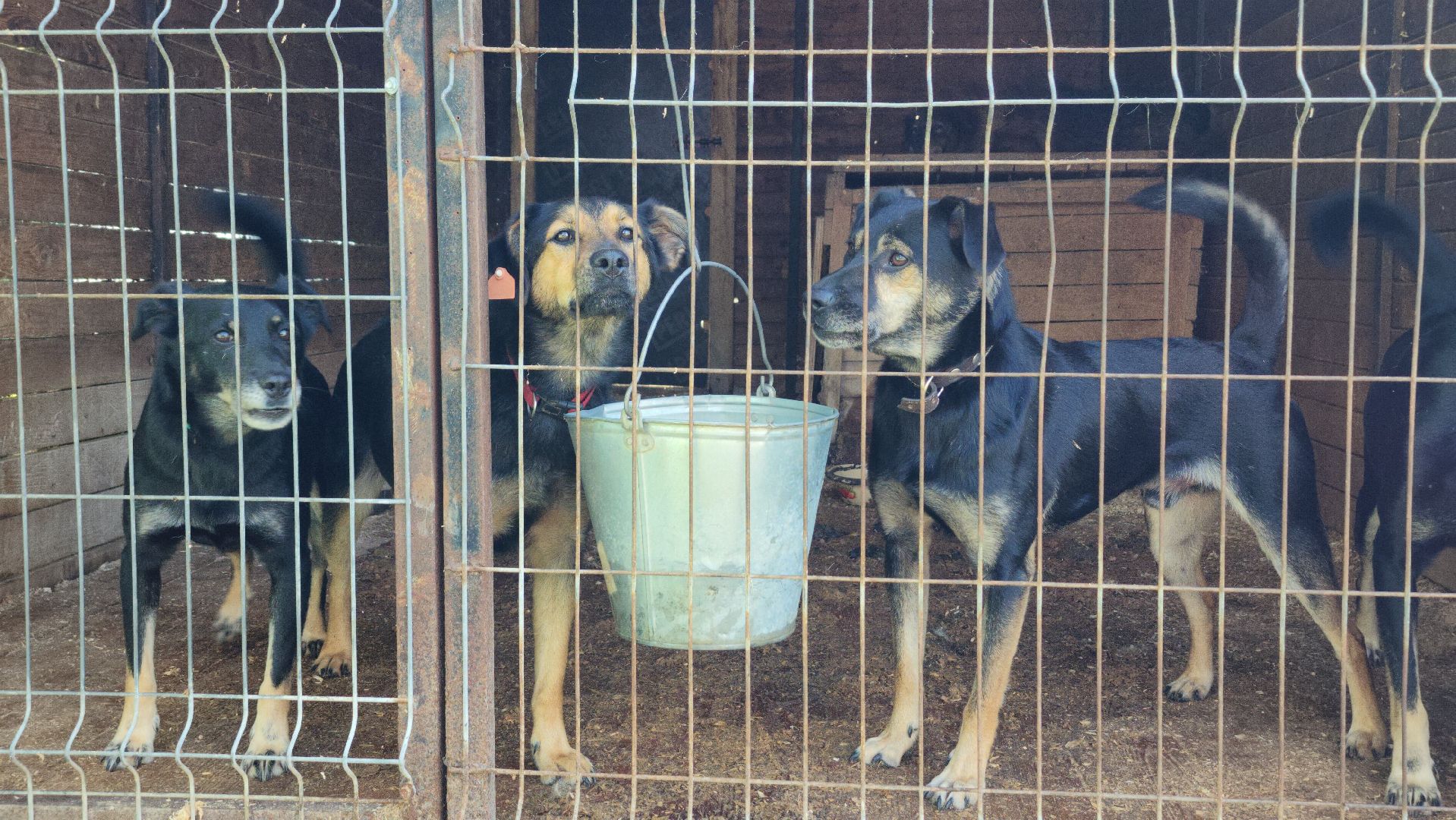 Приют, животные, собаки, Ногинск, Богородский городской округ