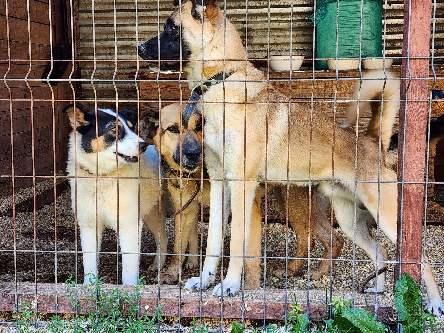 Приют, животные, собаки, Ногинск, Богородский городской округ