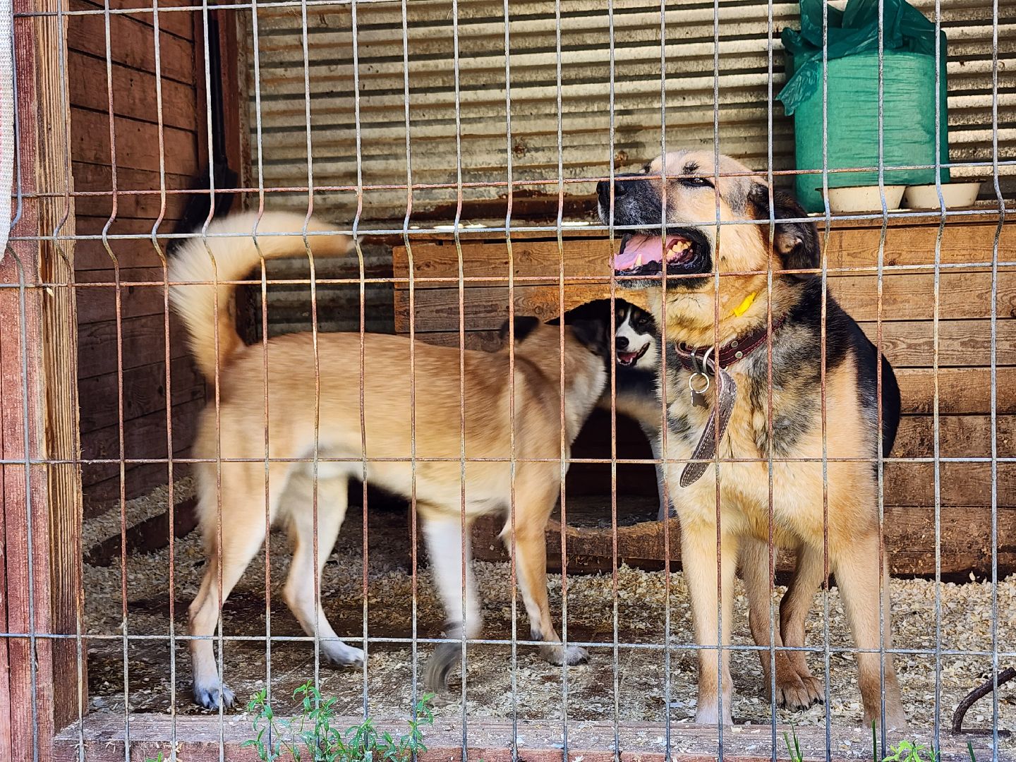 Приют, животные, собаки, Ногинск, Богородский городской округ