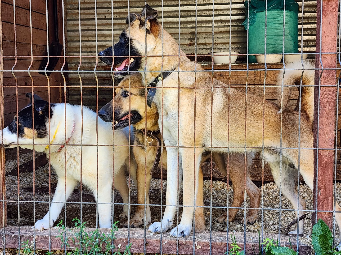 Приют, животные, собаки, Ногинск, Богородский городской округ