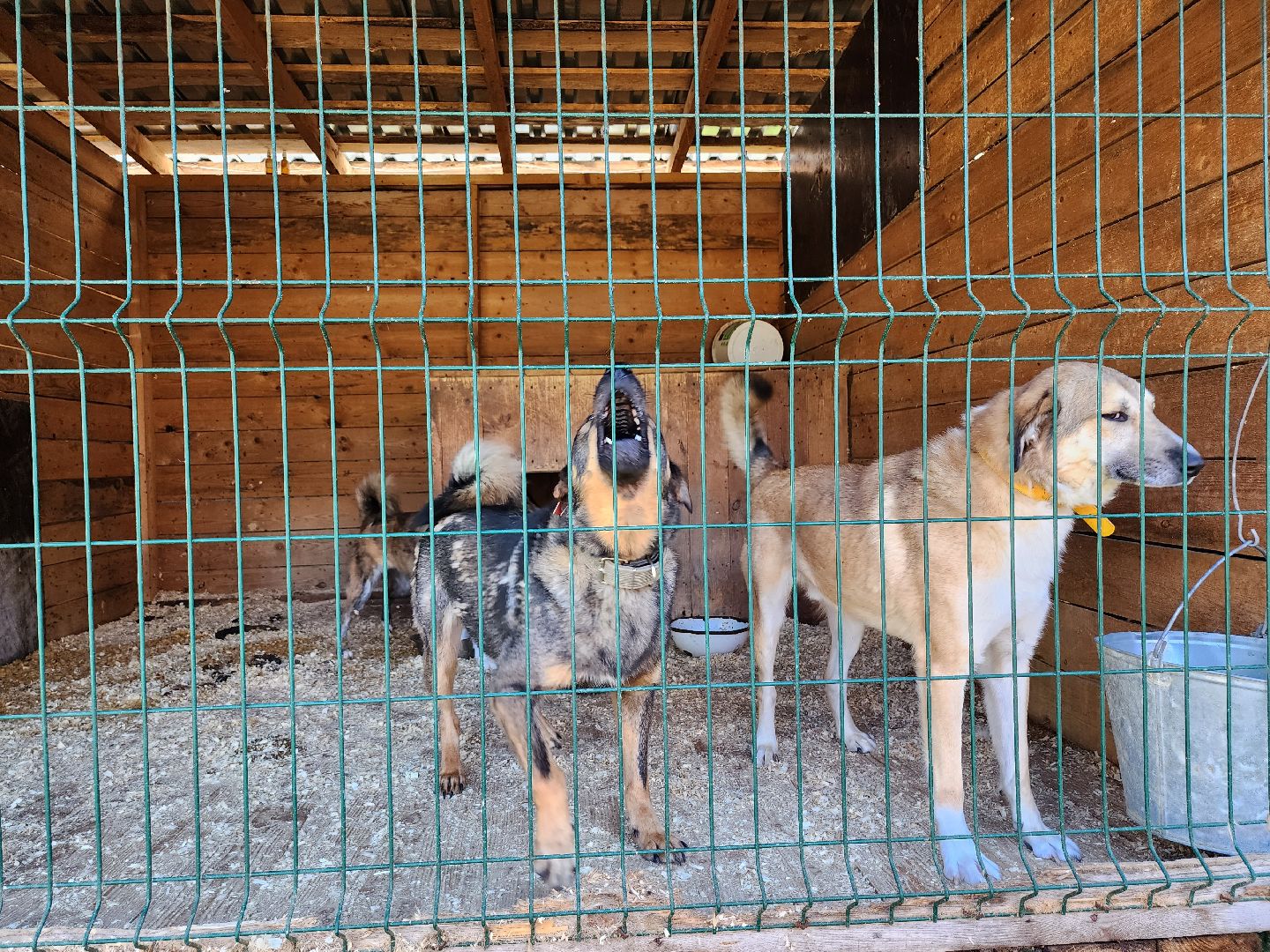 Приют, животные, собаки, Ногинск, Богородский городской округ