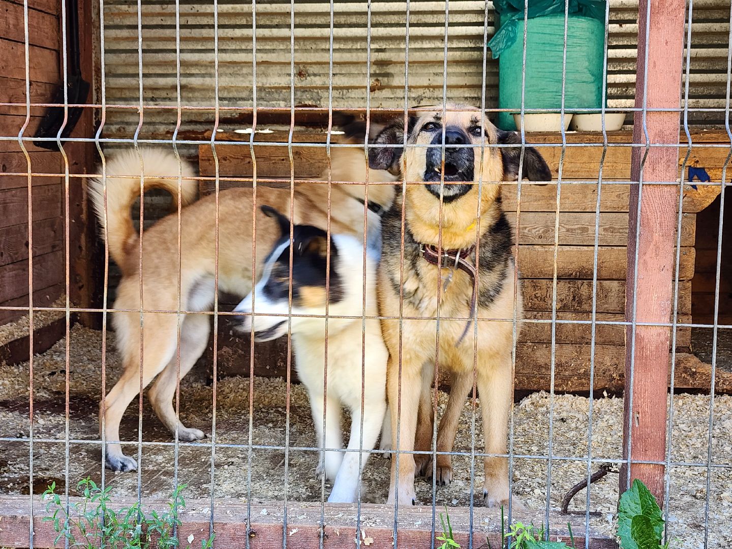 Приют, животные, собаки, Ногинск, Богородский городской округ