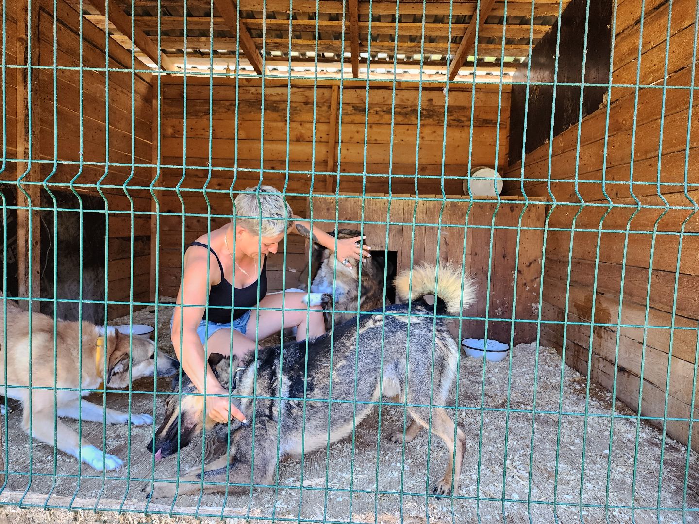 Приют, животные, собаки, Ногинск, Богородский городской округ