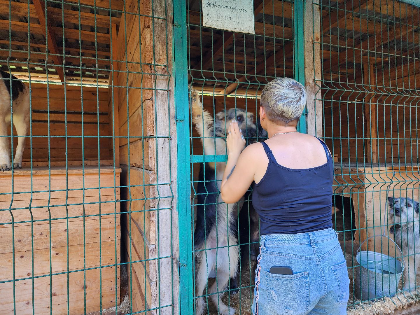 Приют, животные, собаки, Ногинск, Богородский городской округ