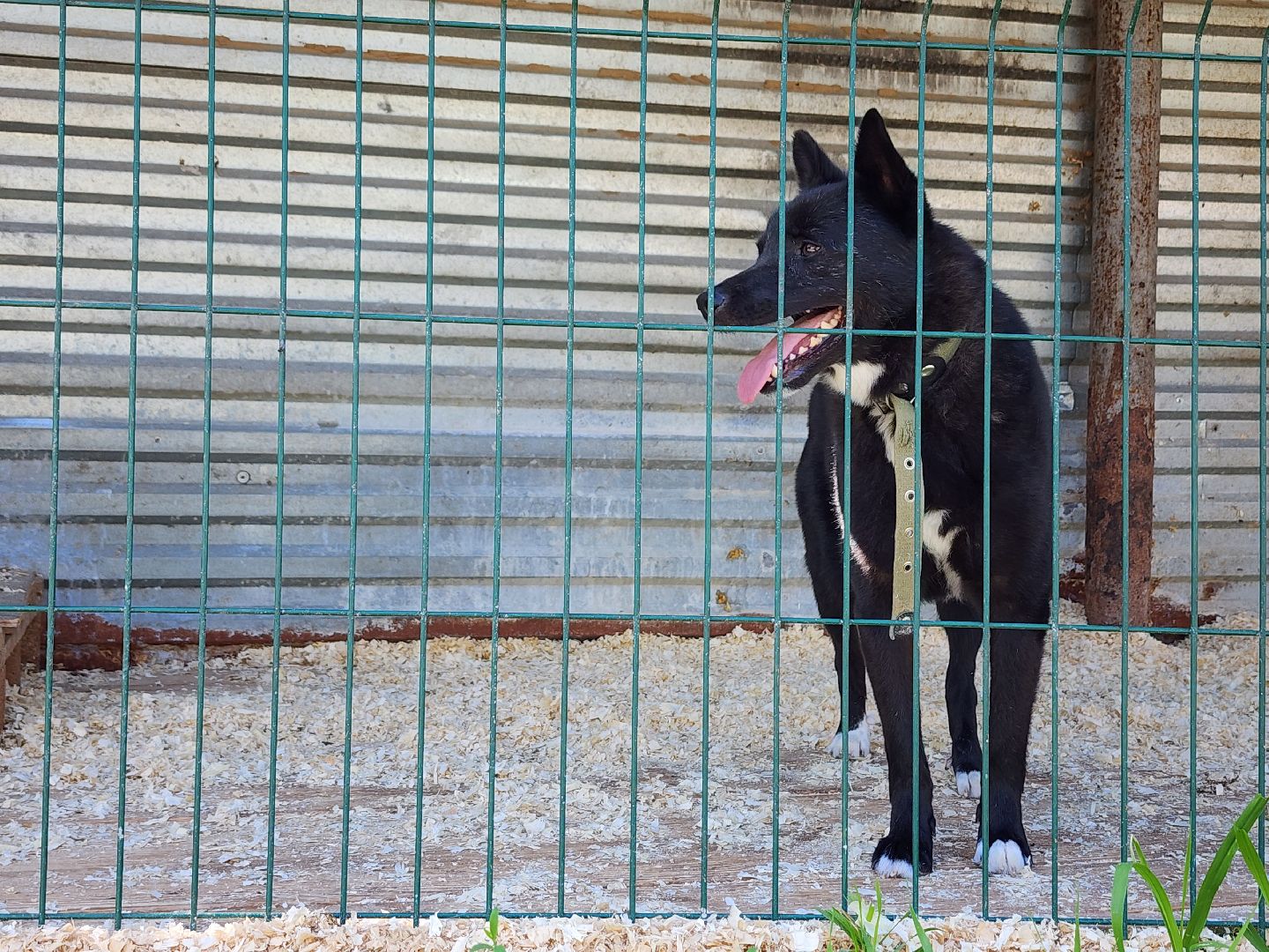 Приют, животные, собаки, Ногинск, Богородский городской округ