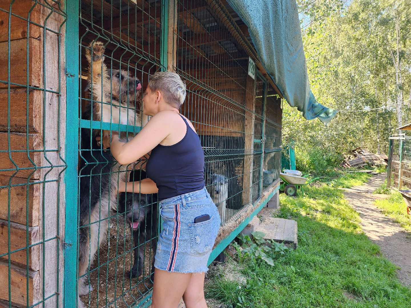 Приют, животные, собаки, Ногинск, Богородский городской округ