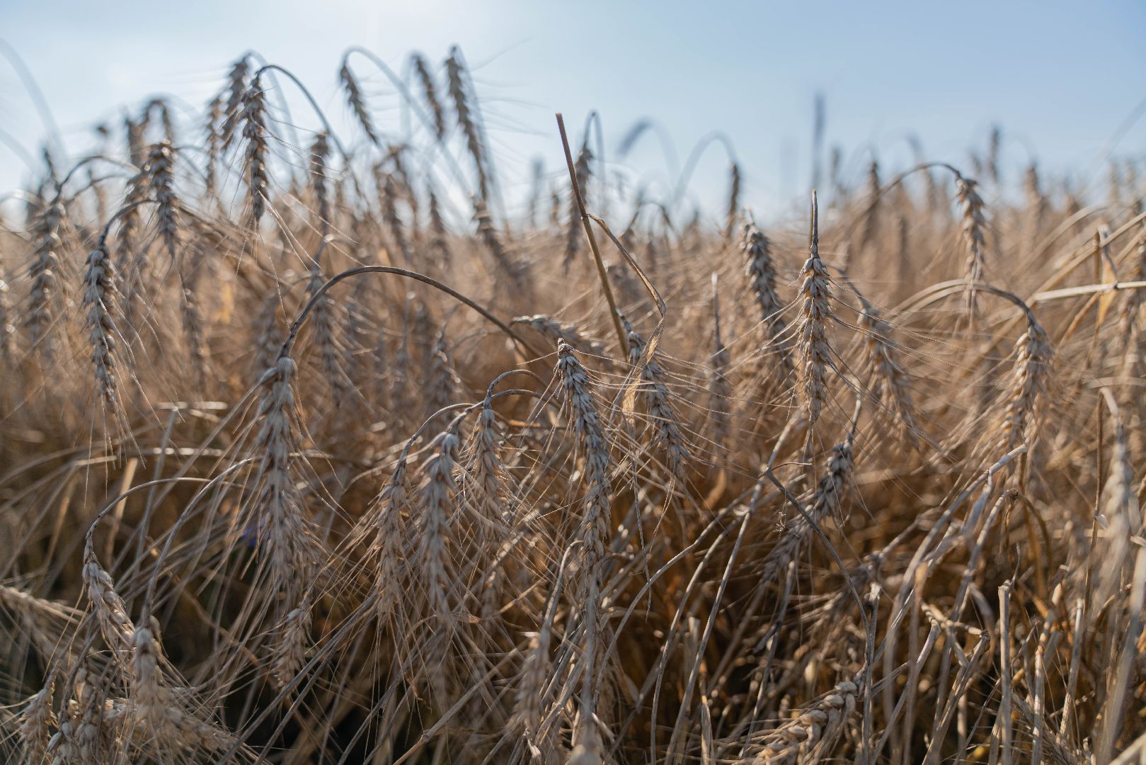 племзавод Барыбино, Домодедово
