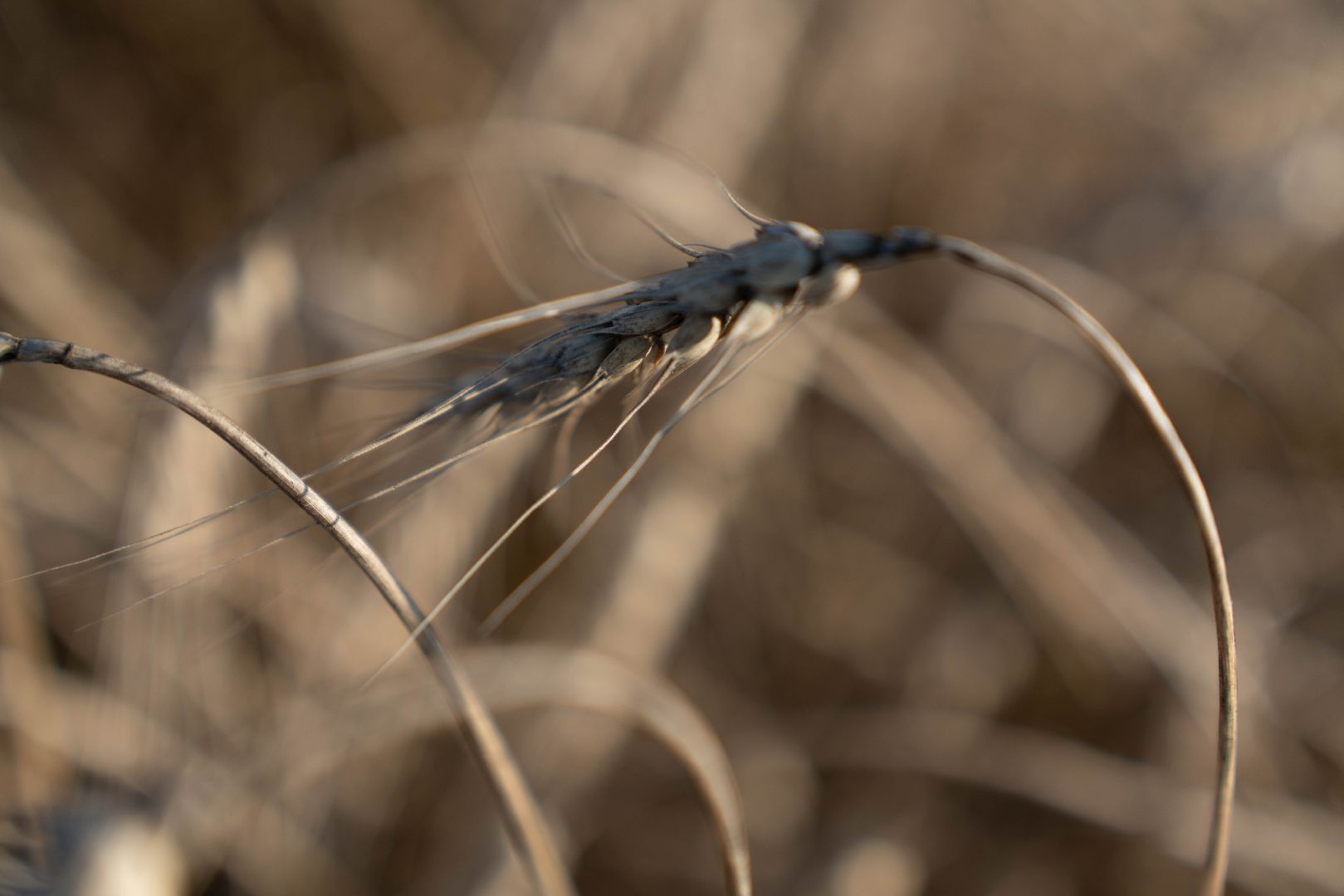 племзавод Барыбино, Домодедово