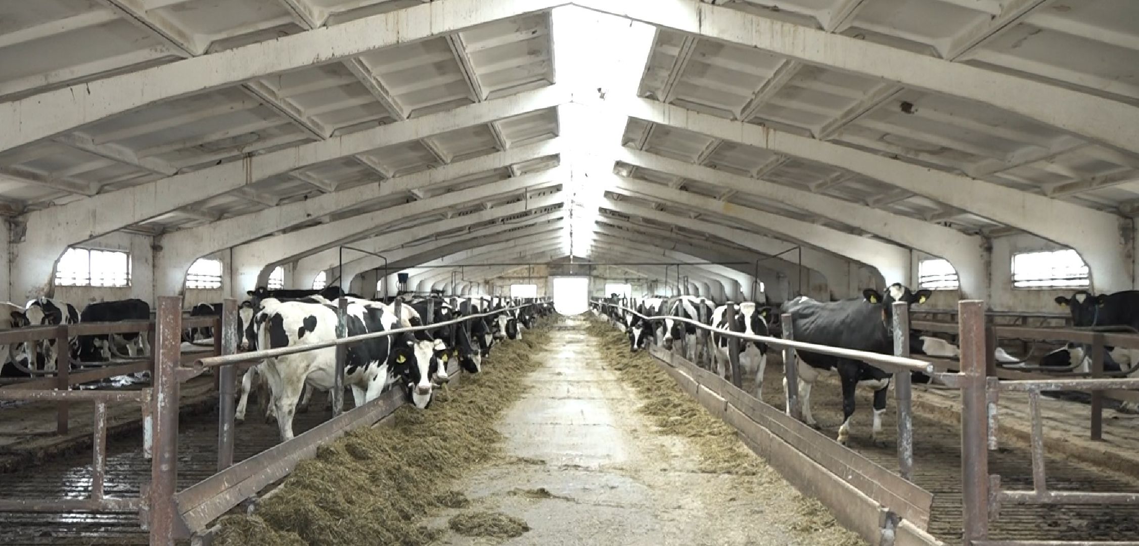 племзавод Барыбино, Домодедово