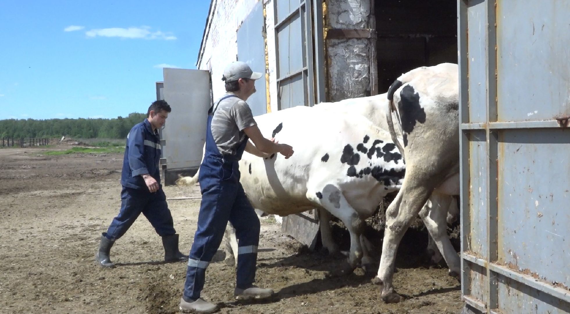 племзавод Барыбино, Домодедово