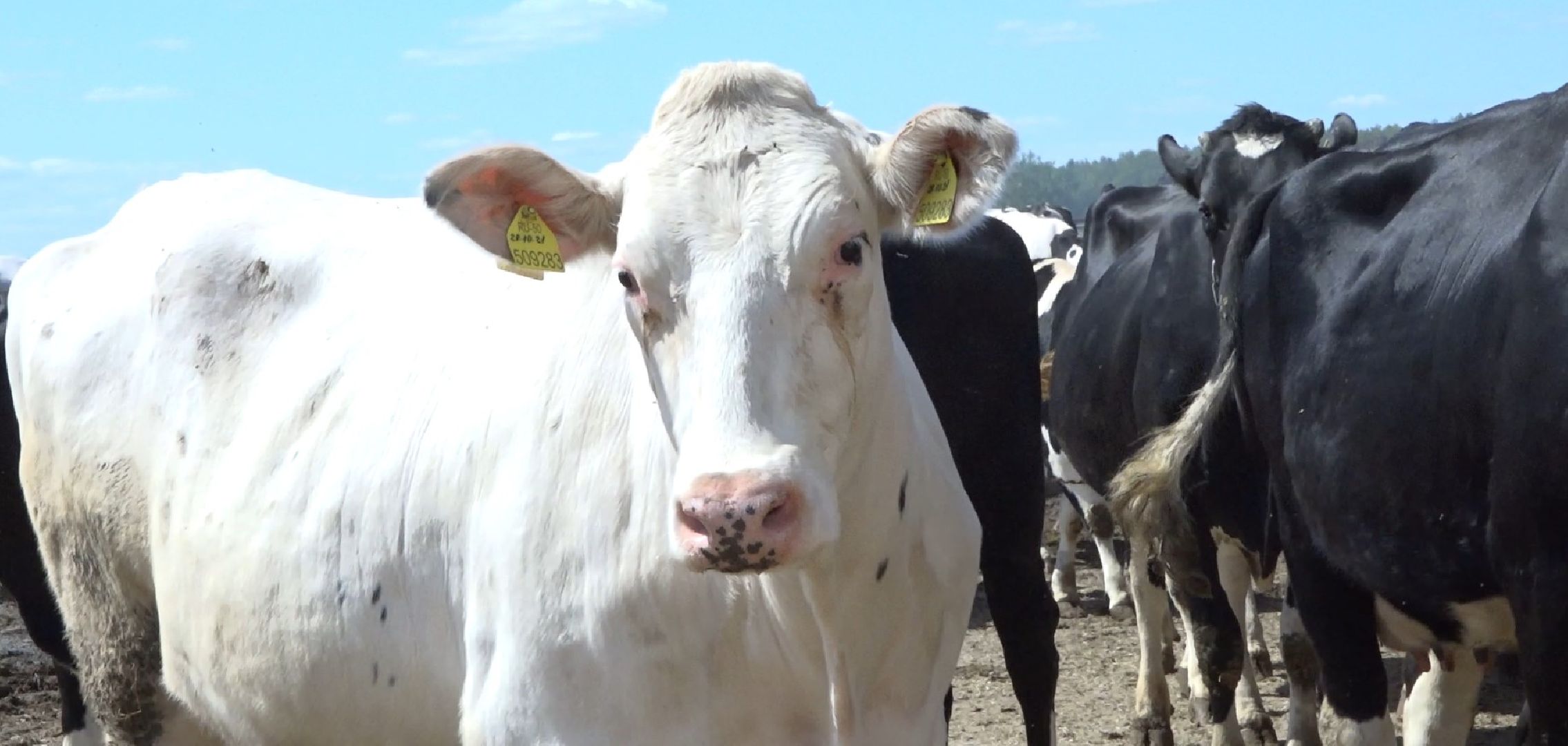 племзавод Барыбино, Домодедово