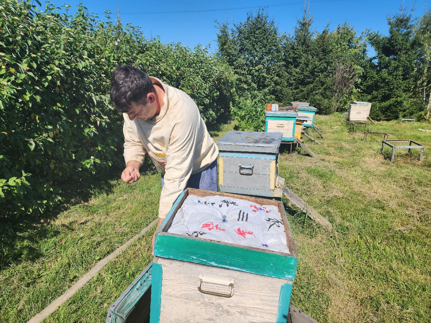 Красноармейск, Пушкинский, натуральный мед, пасека, пасечник