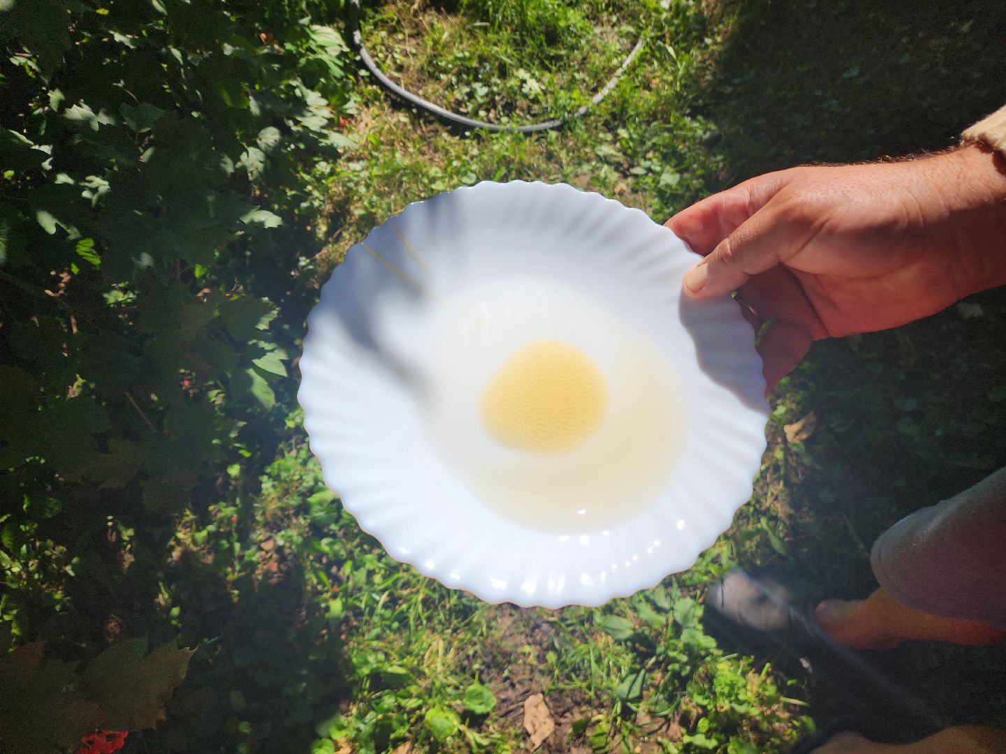 Красноармейск, Пушкинский, натуральный мед, пасека, пасечник